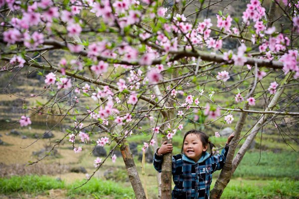 Em bé vui đùa trong vườn đào, Mộc Châu.