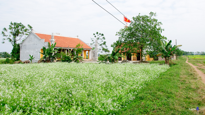 Trong tiết đông lạnh lẽo, hanh hao, khi thu đã qua mà xuân chưa kịp tới, những ruộng hoa cải nở rộ rực rỡ một khoảng trời nơi đây. Hai bên sông còn là cảnh làng mạc Bắc bộ xinh đẹp yên bình với những lớp nhà ngói nâu, lũy tre, đồng lúa.