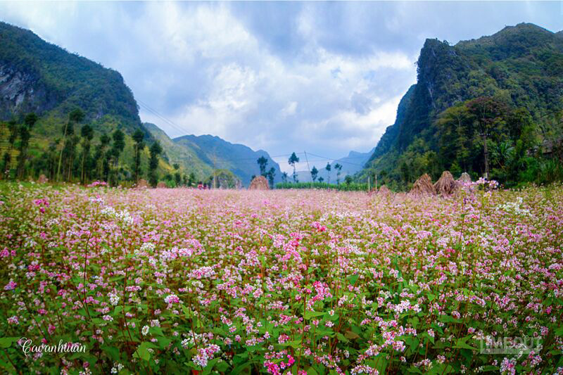 Bai Viet