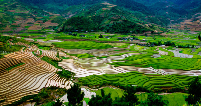 Thung lũng Cao Phạ thuộc huyện Mù Căng Chải, Yên Bái vào mùa đổ nước với những thửa ruộng còn mênh mang nước đan xen những thửa ruộng lúa đã lên cao.