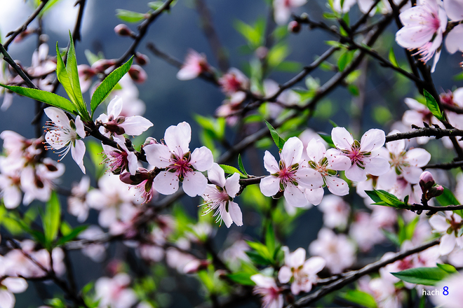 Tổng hợp 300+ ảnh hoa đào, hoa anh đào đẹp, full HD miễn phí - BlogAnChoi