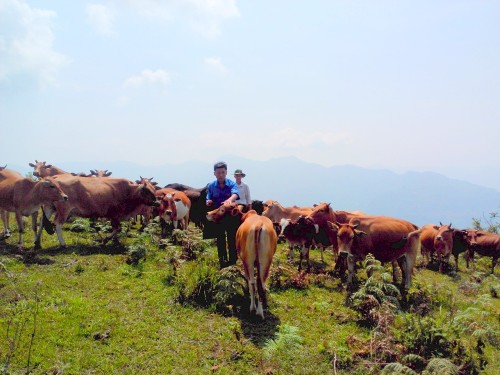 Những chú bò thân thiện trên hành trình đến điểm cao ở Pú Đao.