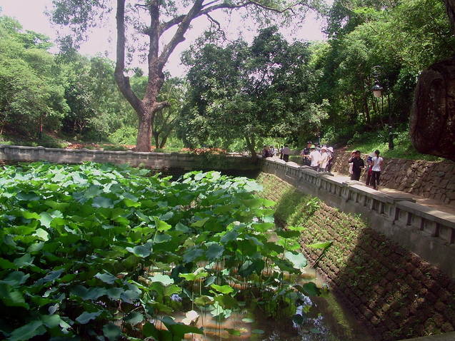 Hồ sen trong khu Đền Giếng
