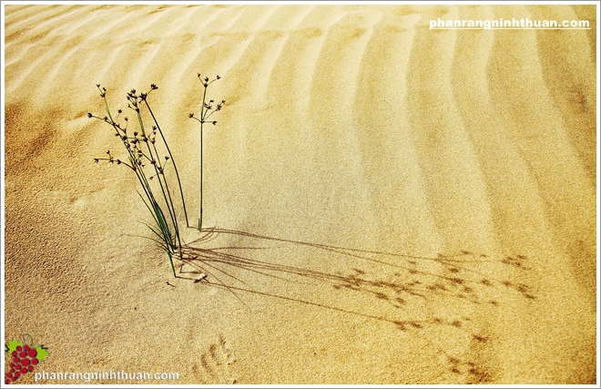 Bước từng bước trên đồi cát, cảm nhận sự “dịu dàng” của những hạt cát li ti, mịn như nhung ôm ấp bàn chân, níu kéo như gọi mời, lưu luyến. 
