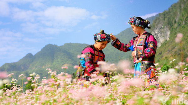 Vẻ đẹp của những cô gái Hà Giang trên cánh đồng Hoa Tam Giác Mạch.