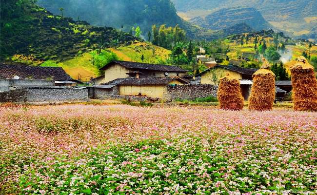 Sủng Là có những cánh đồng hoa tam giác mạch đẹp nhất Hà Giang.