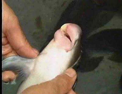 Loài cá anh vũ với cái miệng độc đáo chỉ có ở hang Lạng