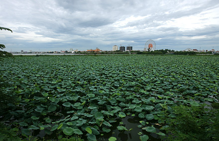 Đầm sen hồ Tây, một cảnh quan thiên nhiên đặc biệt của Hà Nội.