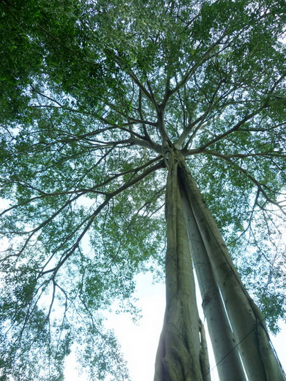 Tuyệt tác cây đa 3 gốc trên đỉnh Chứa Chan