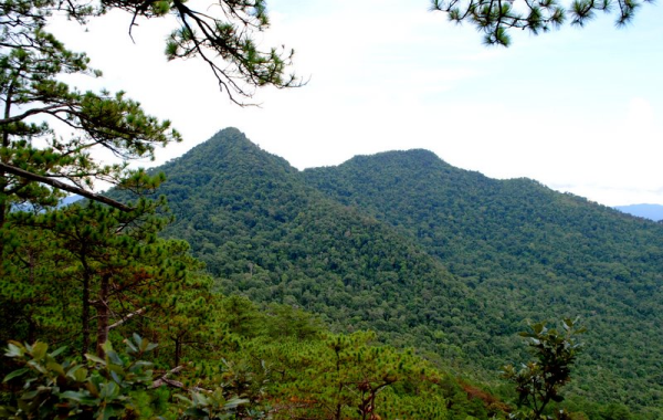 Núi Lang Bian hùng vĩ với những hàng  thông xanh bạt ngàn
