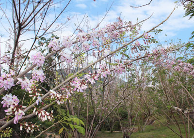 Trên khắp khu du lịch, nhiều cây hoa anh đào đã bắt đầu nở, khoe sắc thắm báo hiệu mùa xuân về