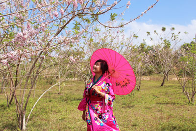 Một cô gái khoe sắc bên vườn hoa anh đào. Tại đây, du khách có thể thuê kimono để chụp hình lưu niệm.