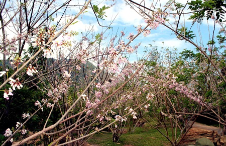 Vườn hoa Đậu Anh Đào