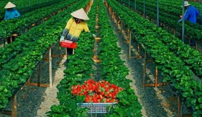 Khám phá 'thiên đường' dâu tây ở Đà Lạt