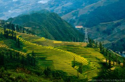 Ruộng bậc thang Sa Pa vào danh sách những nơi đẹp nhất thế giới