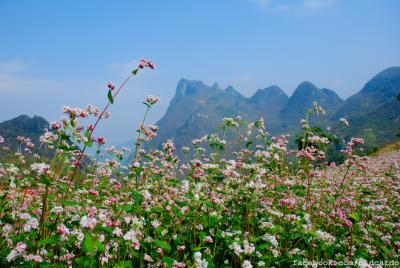 Đồng Văn
