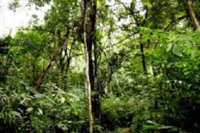 Khu rừng nhiệt đới ẩm Kon Hà Nừng