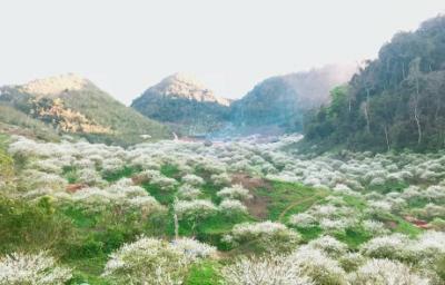 Thung Lũng Mận Mu Náu