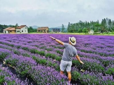 Vườn Hoa Lavender Đà Lạt
