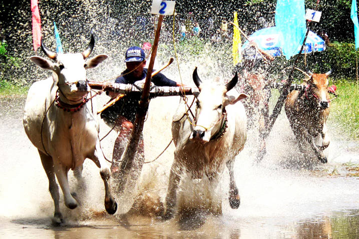 Trải nghiệm nên thử ở An Giang: Lễ hội đua bò Bảy Núi.