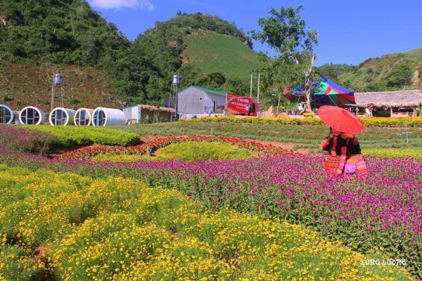 Rất nhiều hoa được trồng trong khu du lịch.