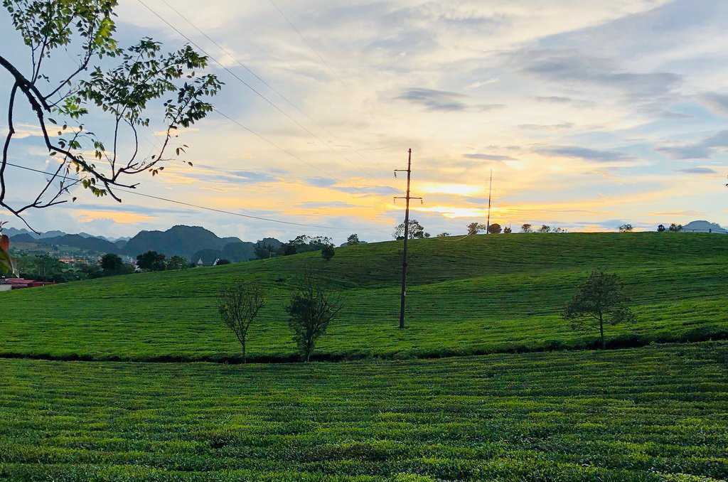 Những đồi chè xanh mướt quanh năm là biểu tượng du lịch của Mộc Châu.