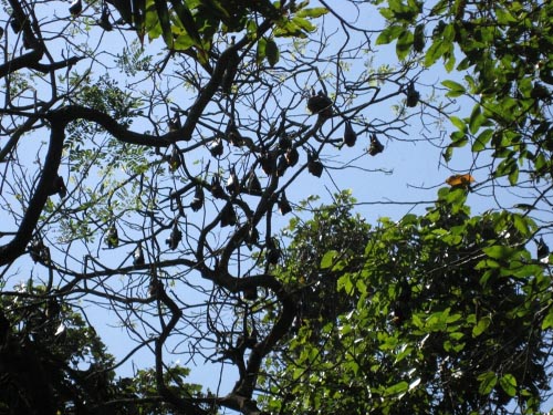 Những con dơi treo mình trên cành cây cao vào ban ngày