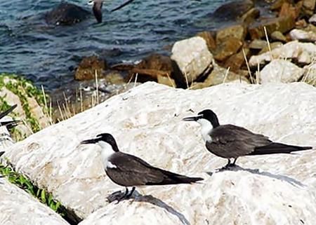 Đến với đảo yến, du khách không chỉ được khám phá về một loài chim đem lại nguồn lợi quý giá mà còn được chứng kiến nhiều di tích lịch sử văn hóa