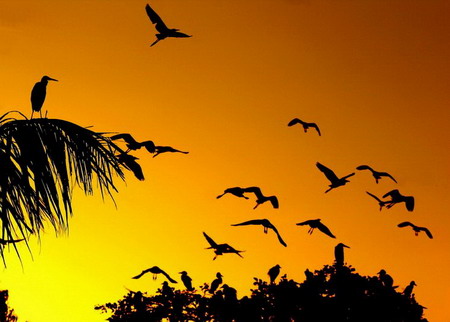 Chim công -loài chim gắn liền với tên địa danh Đền Cuồng
