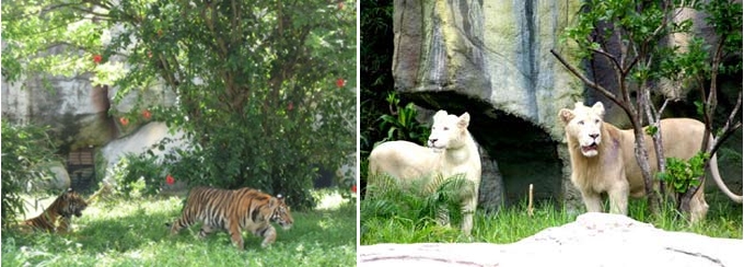 Một trong những điểm hấp dẫn của khu du lịch Đại Nam là vườn bách thú 22 ha dạng mở