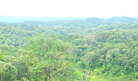 Độ che phủ của rừng chiếm trên 80% tổng diện tích tự nhiên toàn huyện