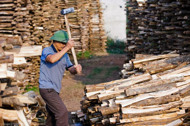 Các cây củi gỗ to dùng để đốt lò nung gốm được người dân Phù Lãng chẻ nhỏ, chất thành đống lớn và phơi khô tự nhiên trong mưa nắng