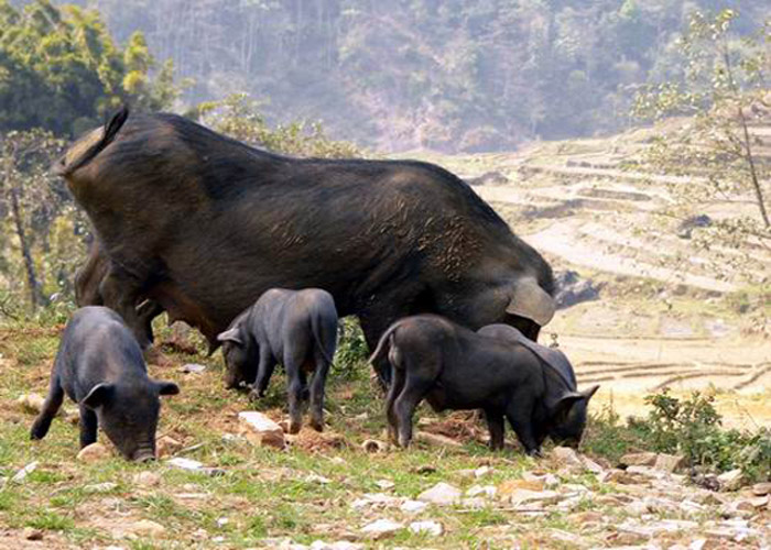 Lợn bản được nuôi trên đồi sau nhà sàn của người Mông tại Mù Căng Chải.