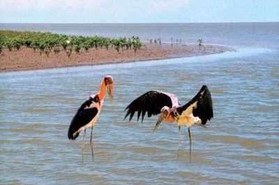 Các loài chim đua nhau về kiếm ăn