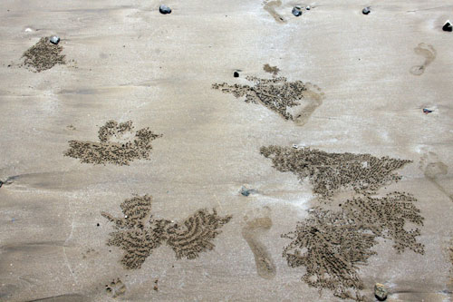 Bờ cát hoang sơ với hoa văn dã tràng